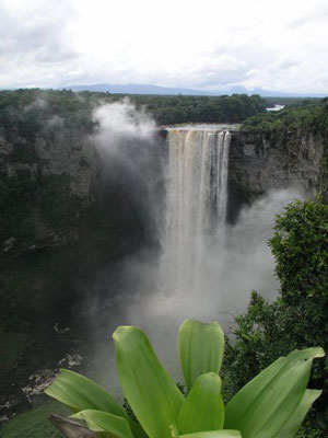 Guyana Rainforest Earns Carbon Credit?